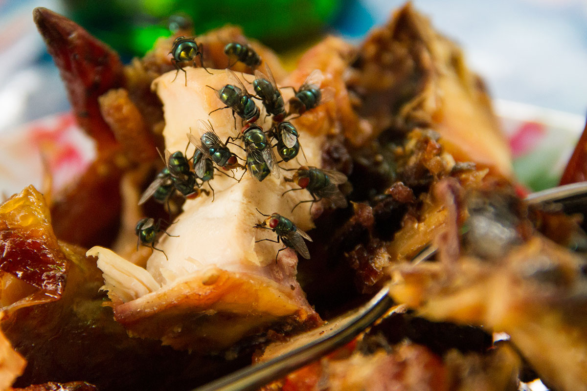 Preventing Foodborne Illnesses Through Pest Control | The Specialists
